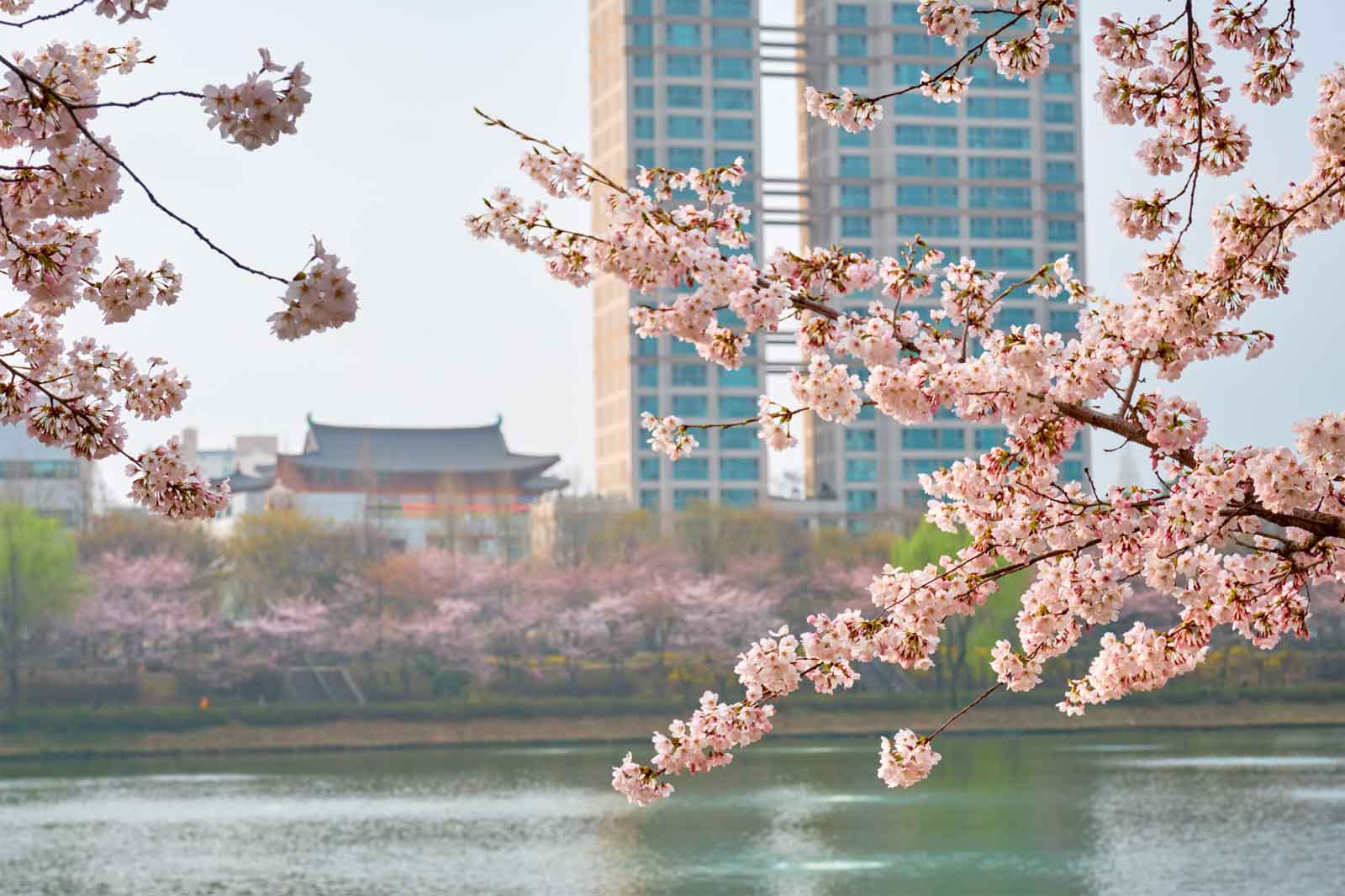 Sakura in Korea 2020: When & Where to See Cherry Blossoms - Expedia SG ...