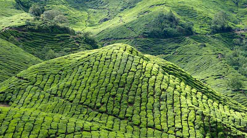 Cameron-Highlands