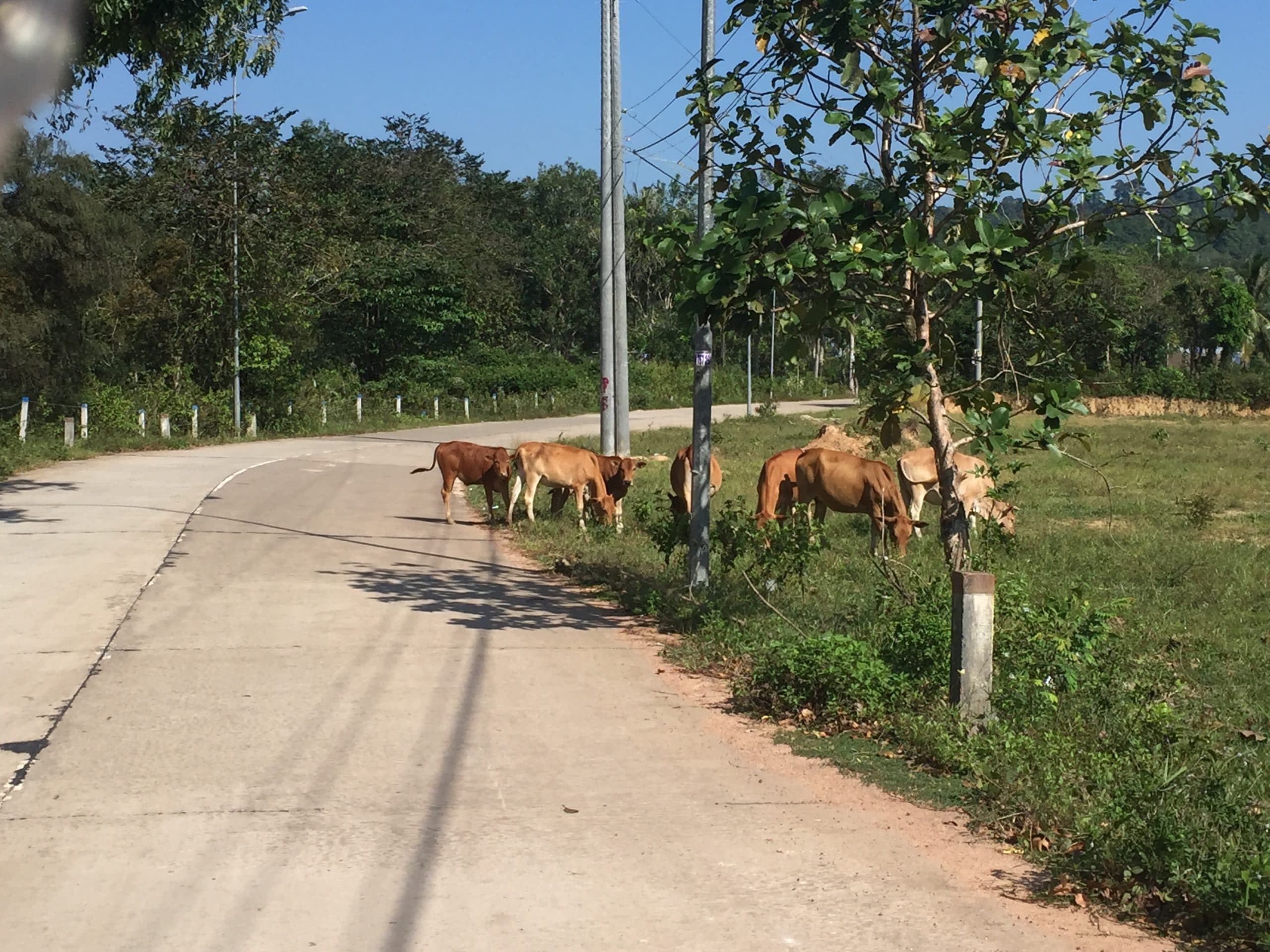 Cows grazing by the road side in Phu Quoc