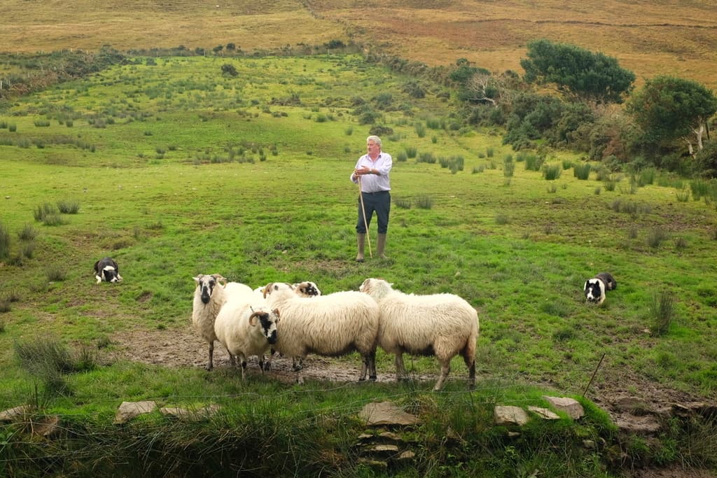 Sheepdog demonstration at Kells Sheep Centre  