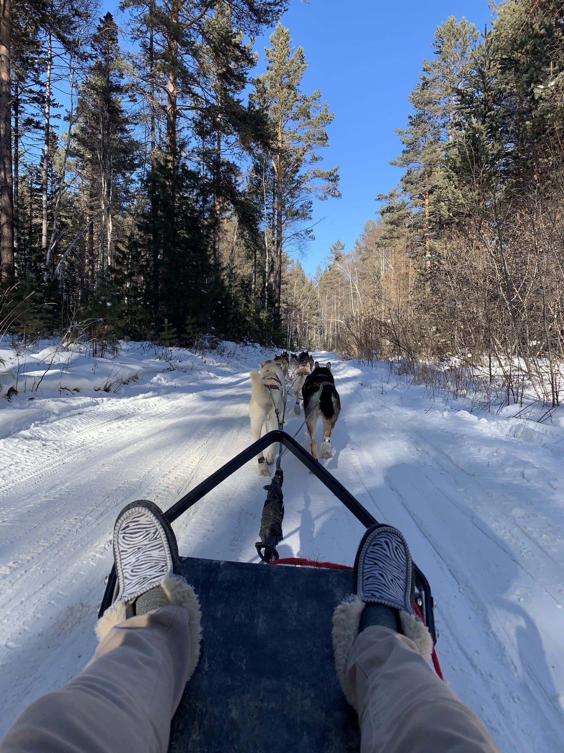 Dog sledging in Listvyanka