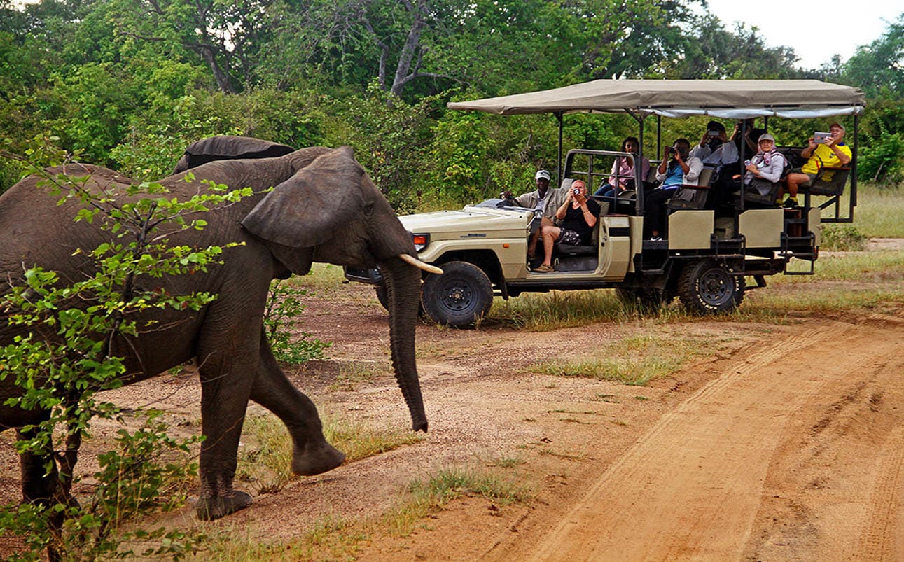 Wild elephant on a game safari in South Luangwa National Park, Zambia