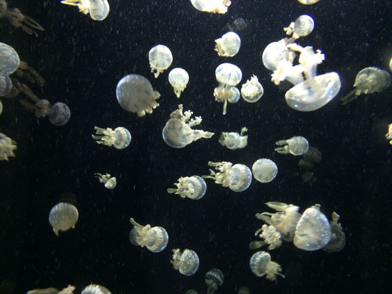 jellyfish-sentosa-aquarium