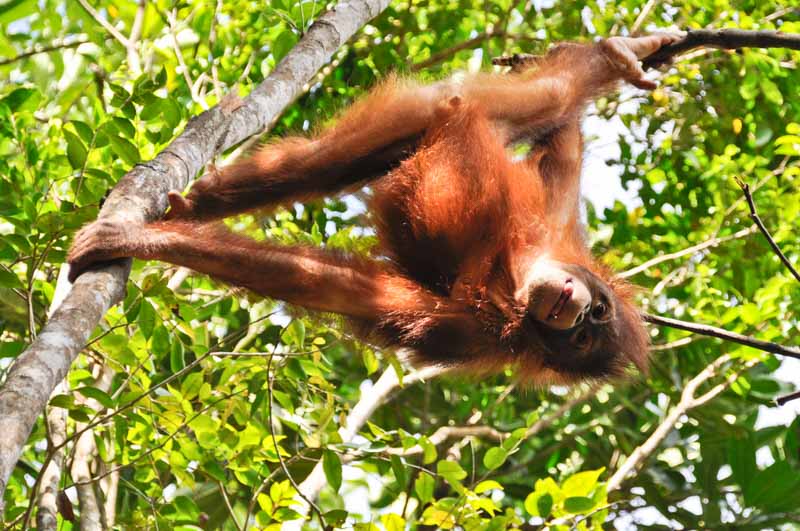 kota-kinabalu-monkeys.jpg