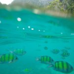 Snorkeling in Phi Phi, Krabi