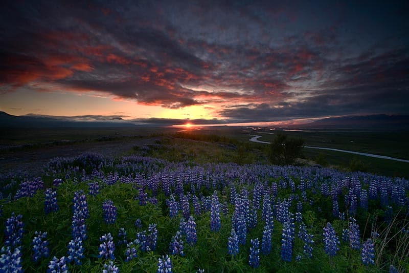 Lupine Flowers, Iceland