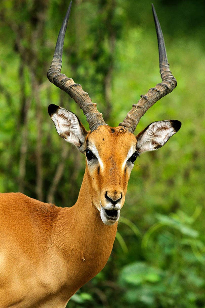 An Impala in South Luangwa National Park, Zambia