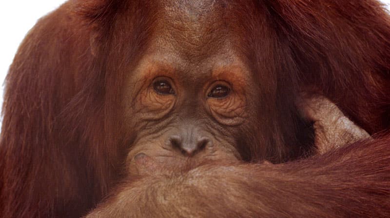 orangutan-sabah-2