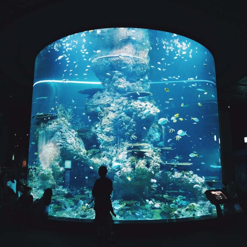 sentosa-staycation-aquarium