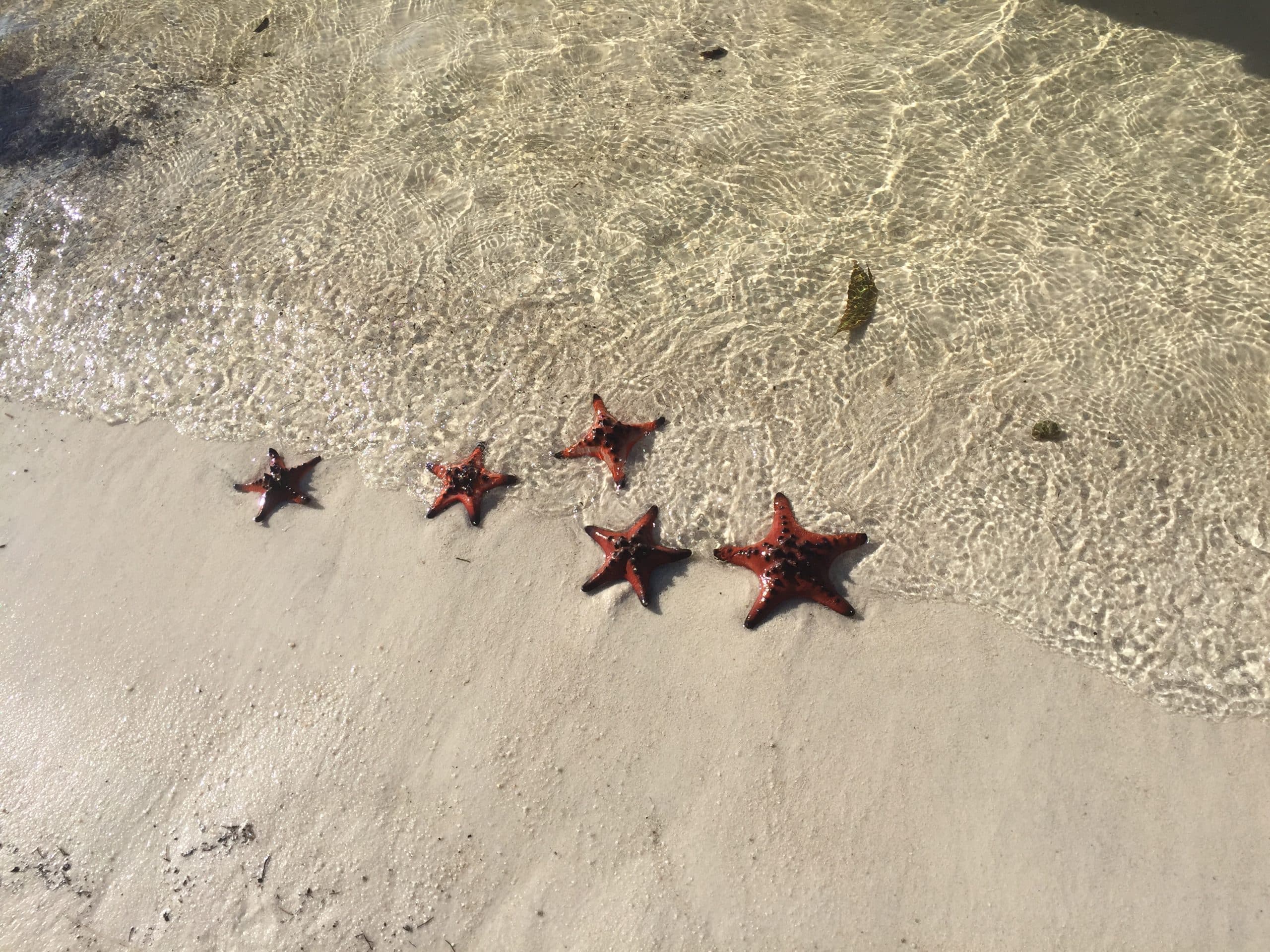 Starfish Beach in Phu Quoc