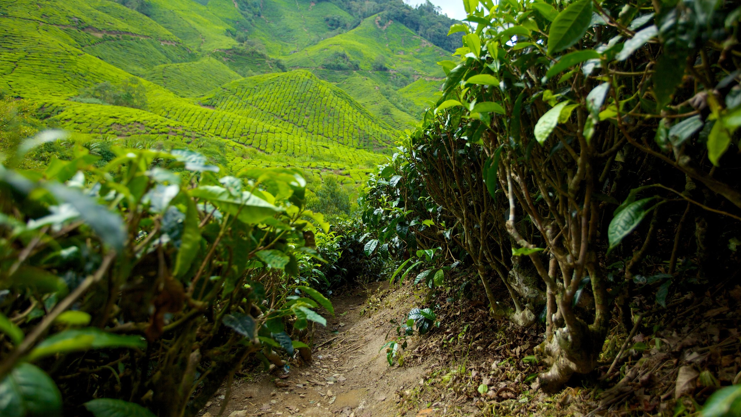dirt path in tea plantation