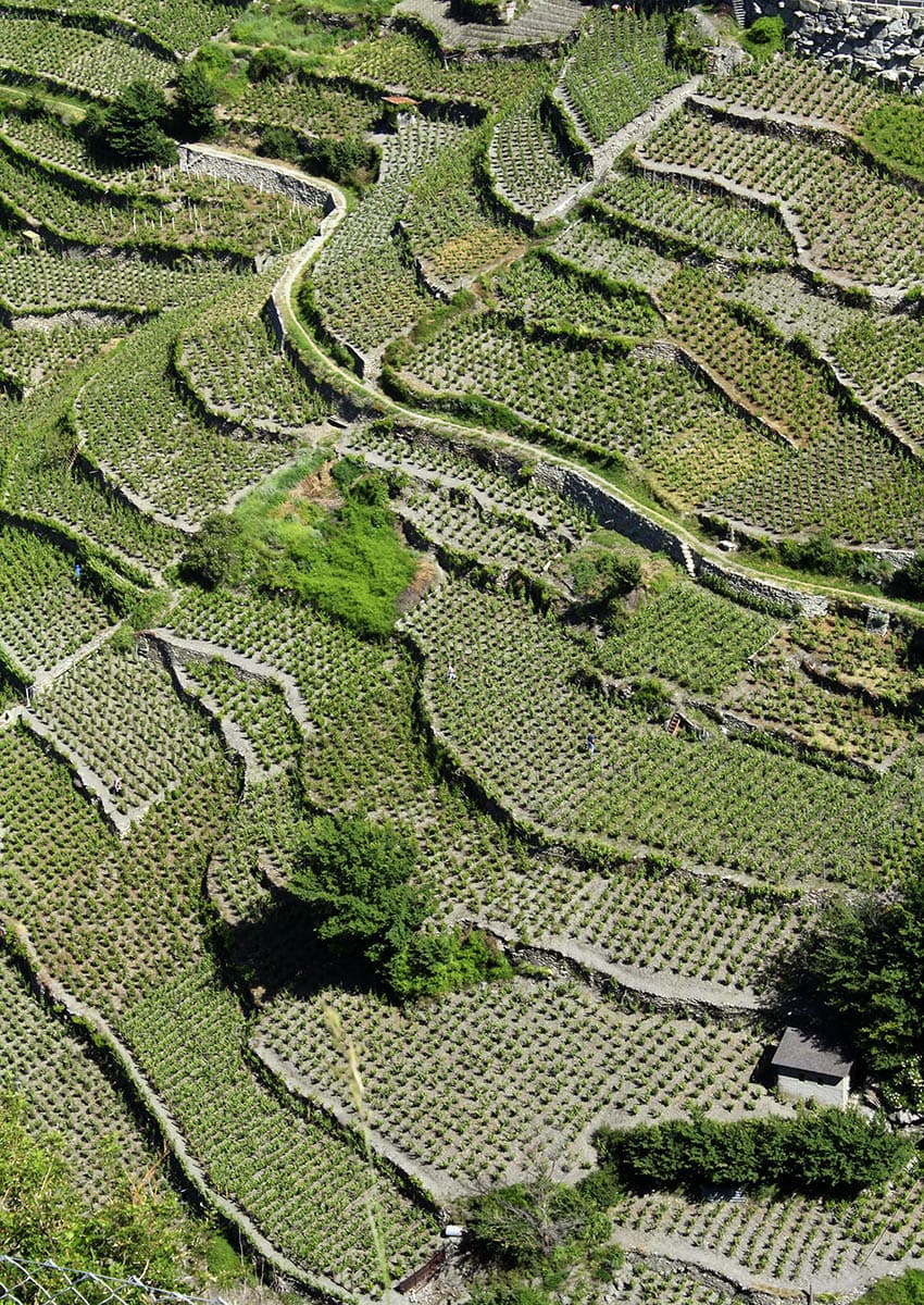 vineyard-terraces-visperterminen-switzerland