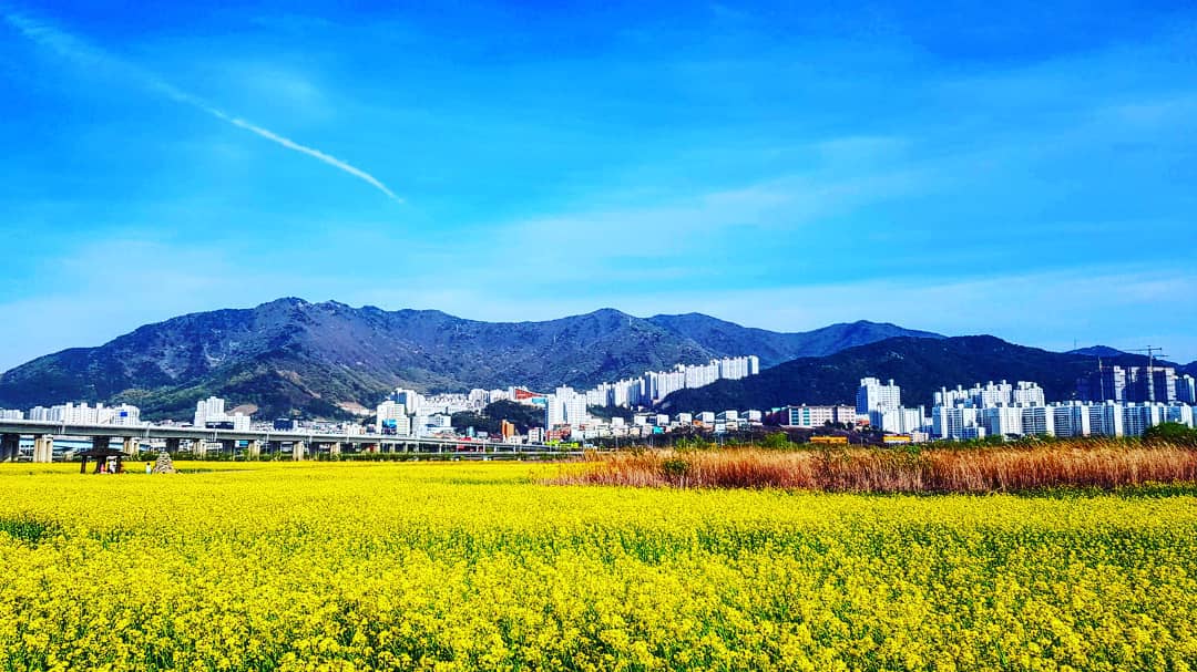 Yuchae flower field in Busan