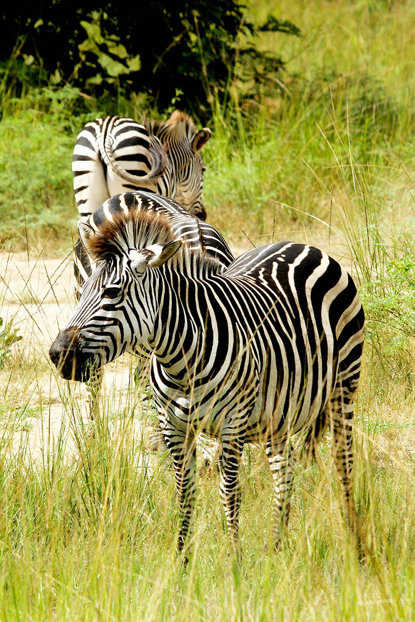 Crawshay’s Zebra in South Luangwa National Park, Zambia