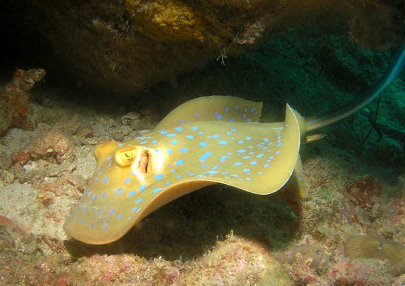 Pulau Tioman