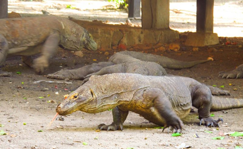 komodo dragons