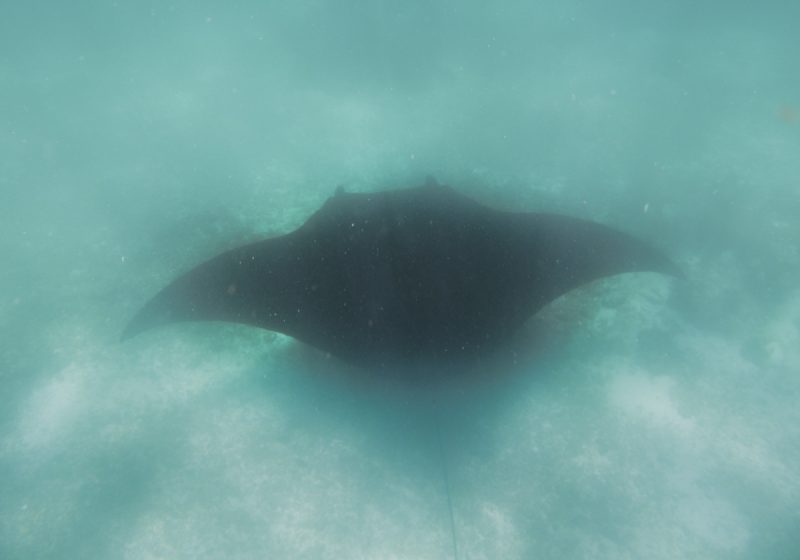 Snorkeling at Manta Point