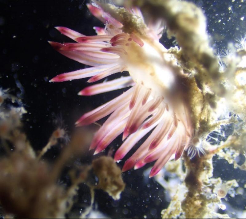 KM Sipadan & Sawadee Wreck