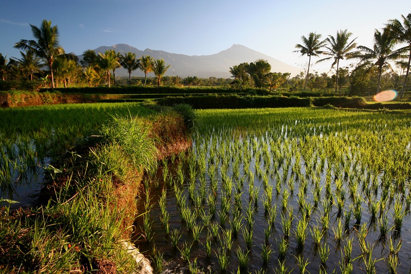 Padi fields at Mt Rinjani