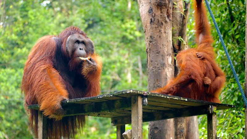 Orangutans in Kuching wildlife centre