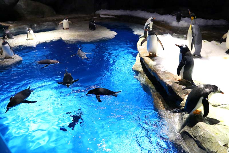 Penguins at Ocean Park Hong Kong