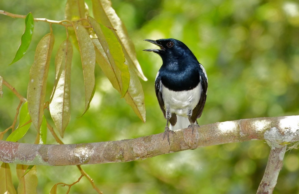 taman-negara-bird