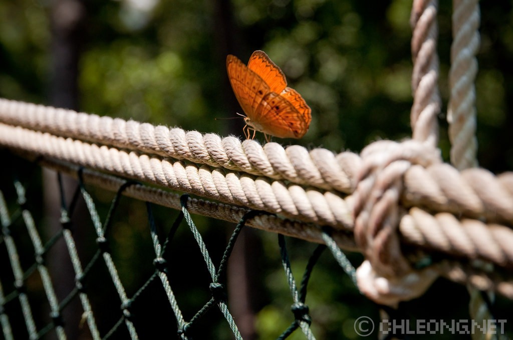 taman-negara-canopywalk