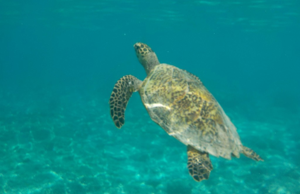 Sea turtle in gili trawangan